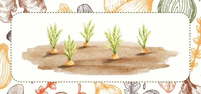 Watercolor style picture of 5 carrots sprouting from the ground.